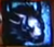 reeva_guildwars_2_charr